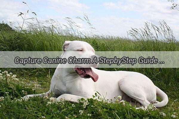 Capture Canine Charm A StepbyStep Guide to Perfect Dog Walk Photo Shoots